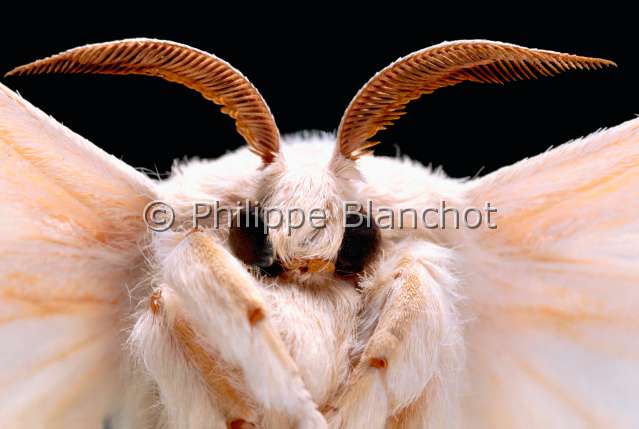 Bombyx mori.JPG - in "Portraits d'insectes" ed. SeuilBombyx moriBombyx du murier maleSilkwormLepidopteraBombycidaeFrance